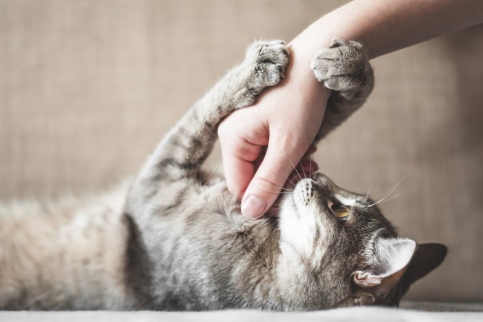 仰向けで人の手を抱える猫