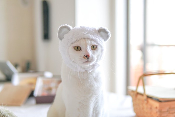 仮装した白猫