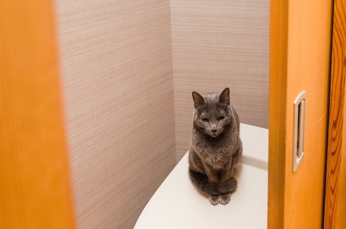 人用のトイレの上に座る猫
