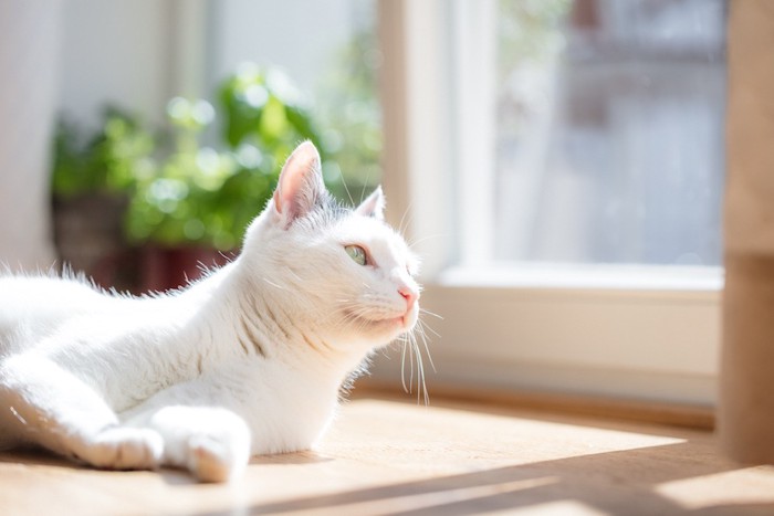 窓辺でくつろぐ白猫