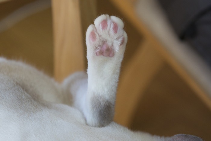 猫の後ろ足の写真