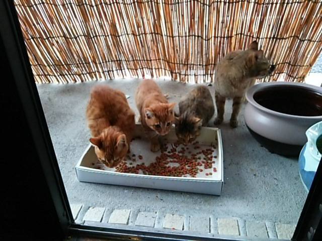 ごはんを食べる母猫と子猫3匹