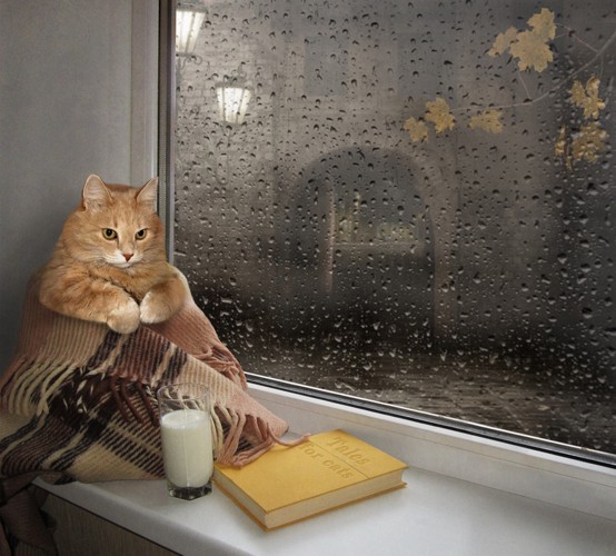 雨の窓際でくつろぐ猫