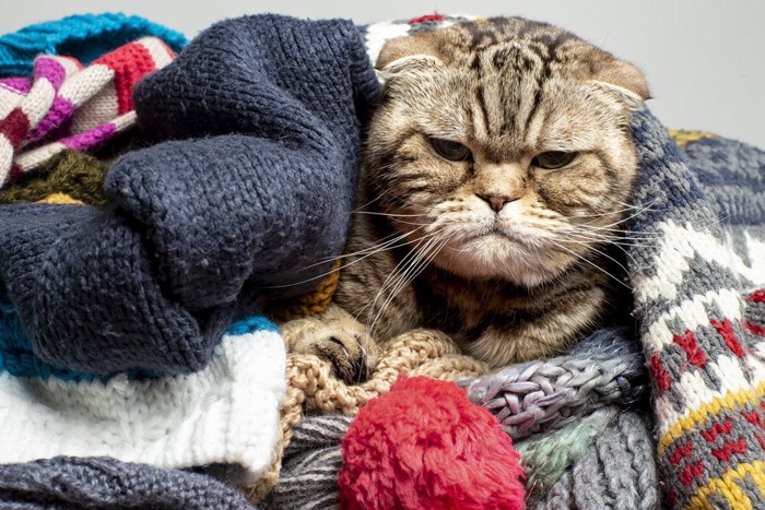 セーターに埋もれる猫