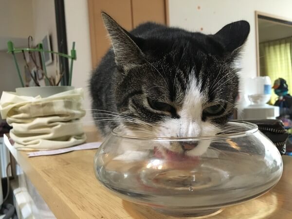 猫のあるある行動：渋い顔しながら水を飲む