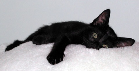 かわいい黒猫の子ども