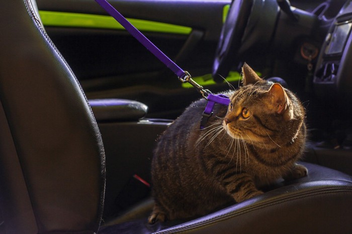車内でリードのついた猫