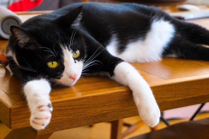 テーブルの上でくつろぐハチワレ猫