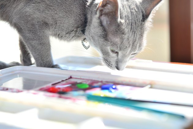 絵の具を見ている猫