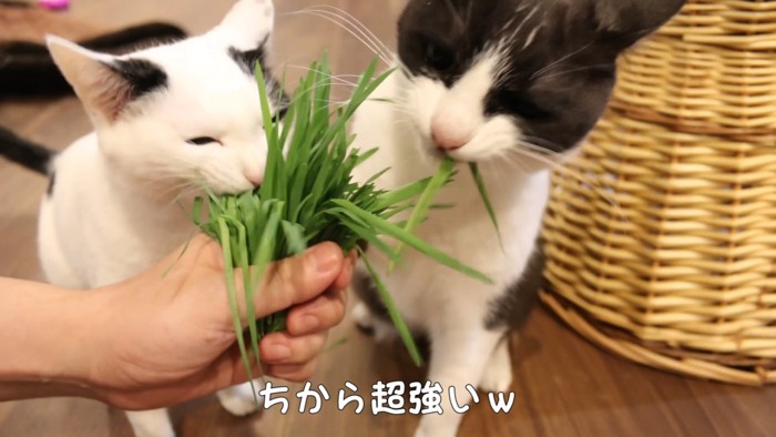 猫草を引っ張る白黒の猫2匹