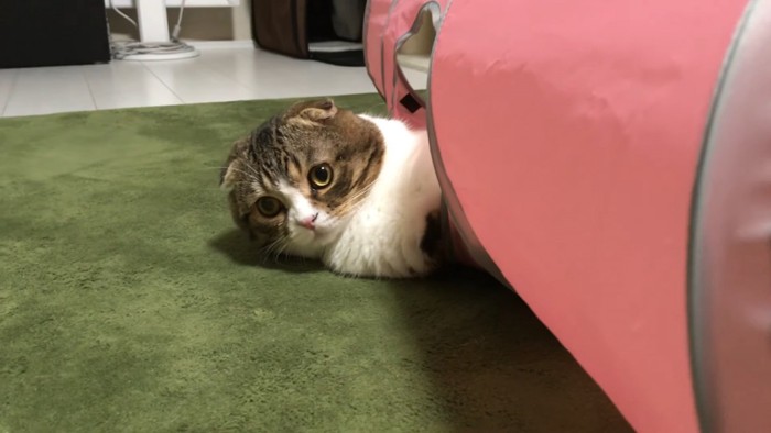 おもちゃのトンネルから顔を出す猫
