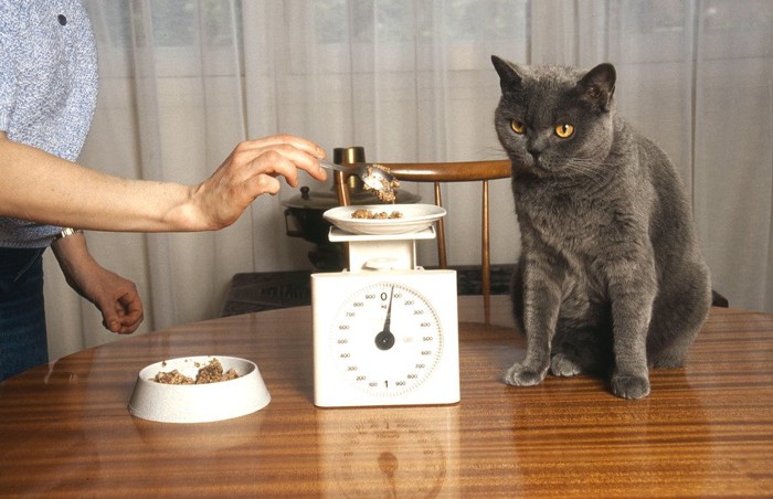 人間が秤で測るご飯を待つ猫