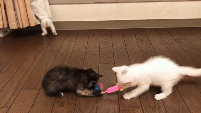 サビ猫のおもちゃを取ろうとする白猫