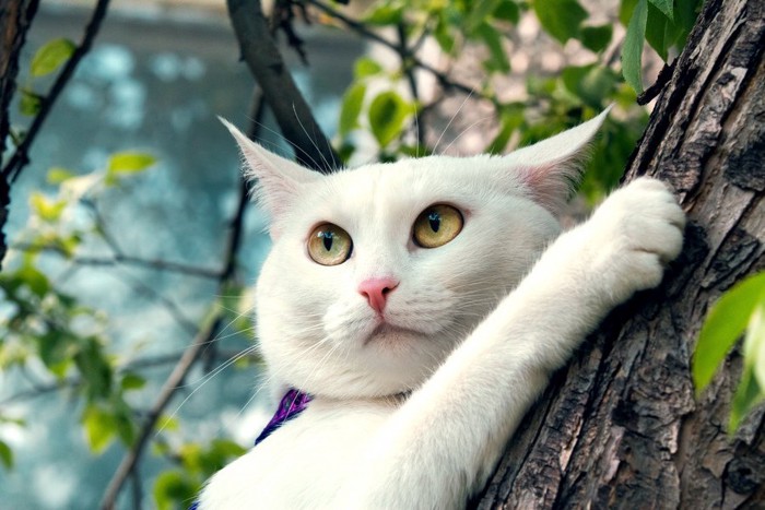 木に登る白猫