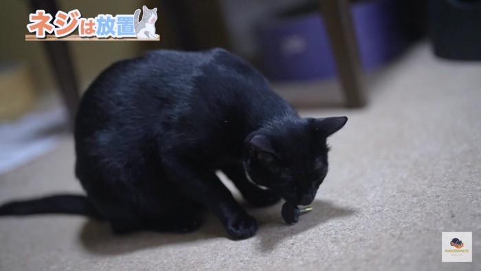 ネジで遊ぶ黒猫