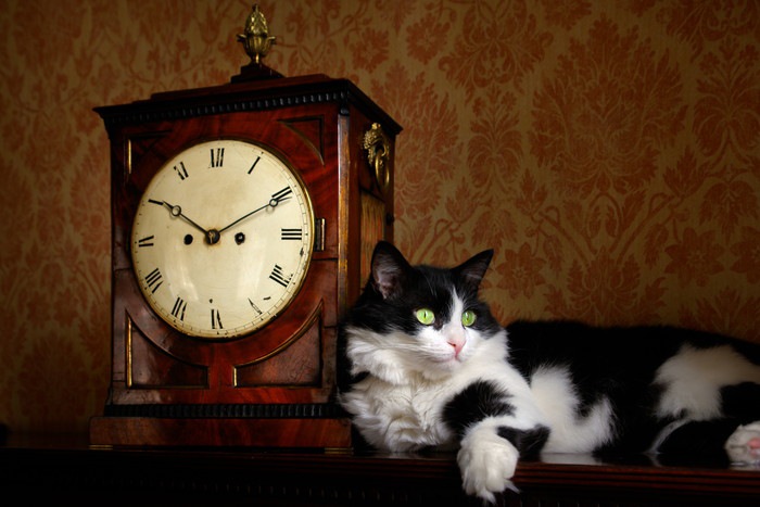 時計に寄りかかる猫