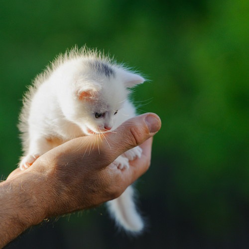 手の上に載っている白い子猫