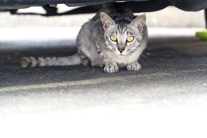 車の下に隠れている猫