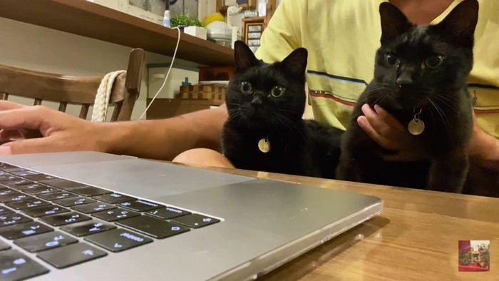 PCに食い入る黒猫2匹