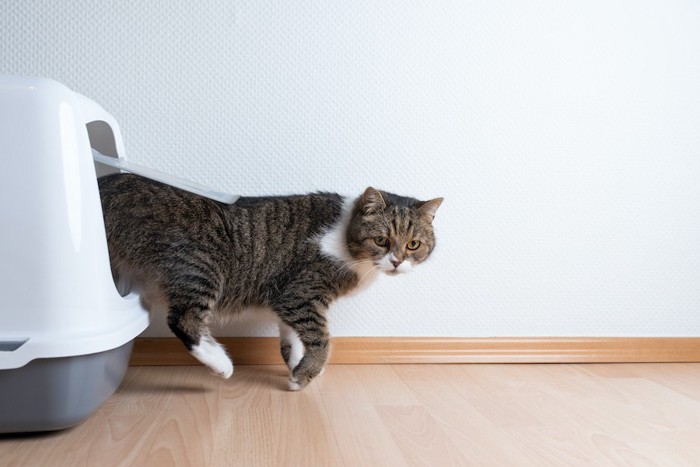 屋根付きの猫トイレから出る猫