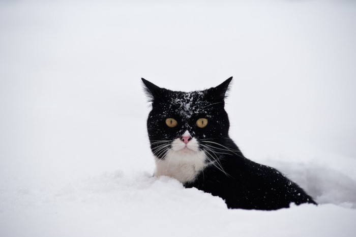 雪の中に埋もれる猫