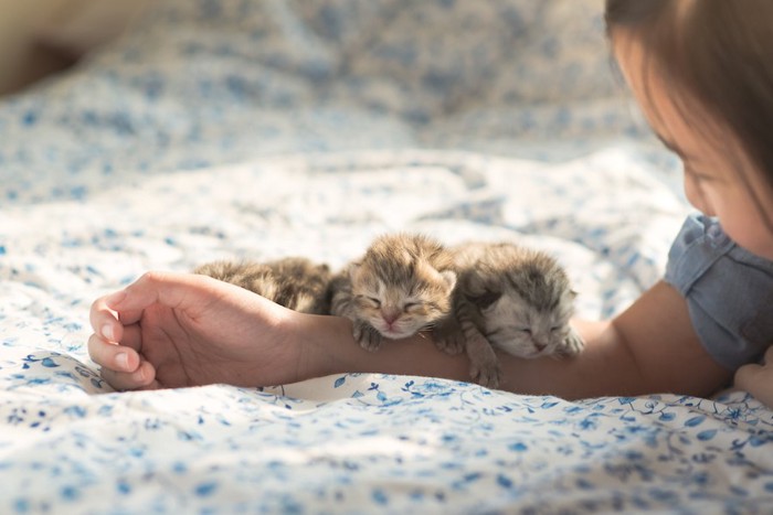 女の子の腕に顎を乗せて眠る子猫たち