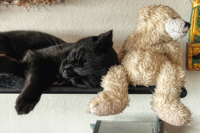 クマのぬいぐるみの隣で寝る黒猫