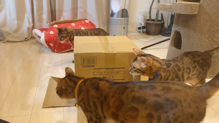 ダンボール箱と猫