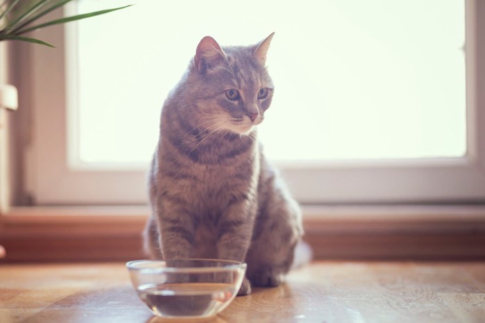 目の前の水を飲もうとしない猫