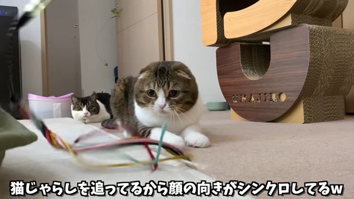 おもちゃを目で追う2匹の猫