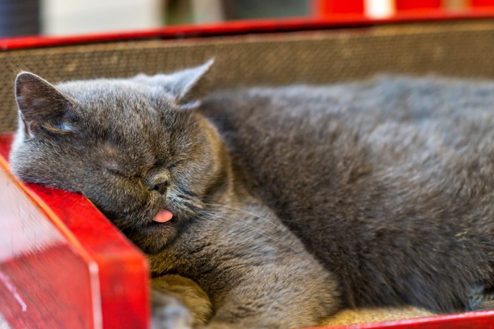舌を出して寝るグレー猫