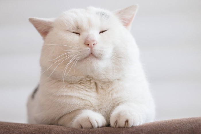 目をつぶった丸っこい白い猫