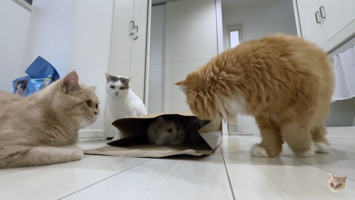 3匹に囲まれる袋の中の猫