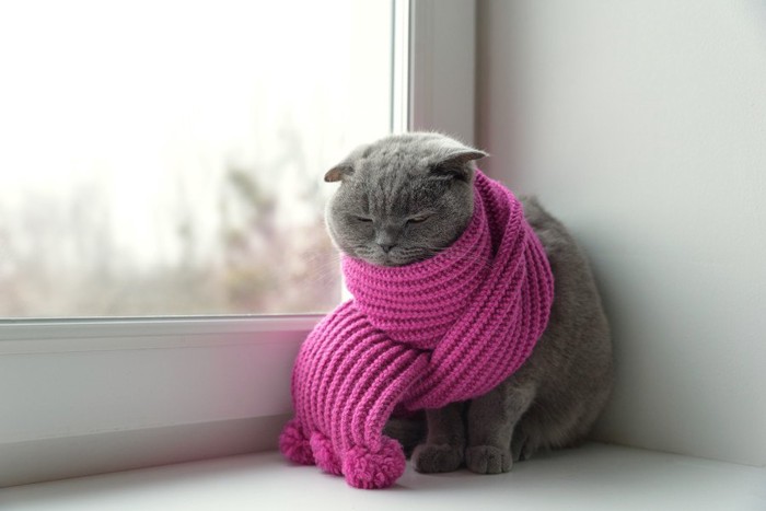 体温調整をする猫イメージ