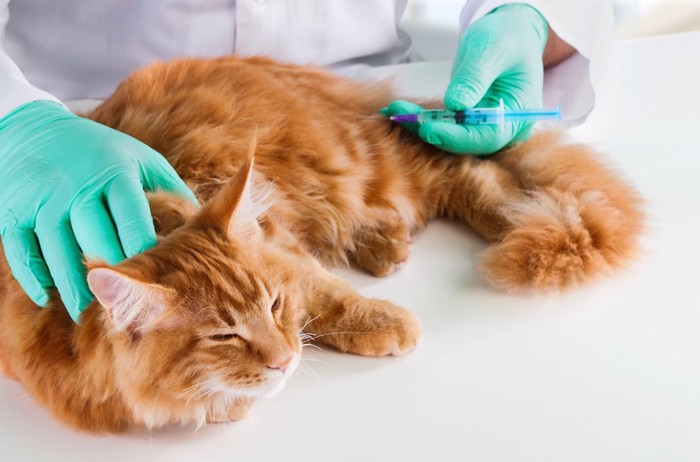 病院で注射を打たれている猫