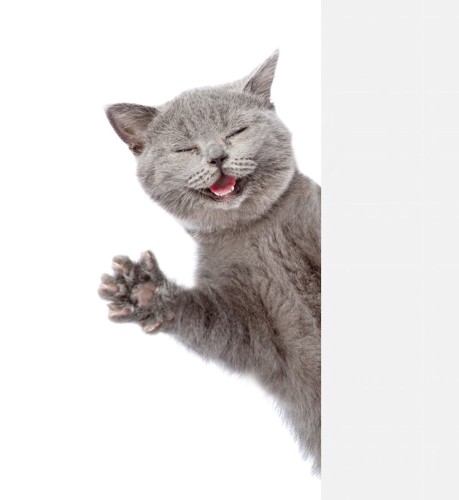 笑顔で片手を上げるグレーの猫