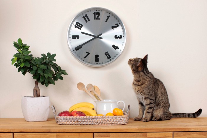 時計を見る猫