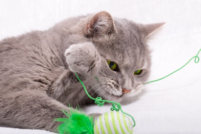 おもちゃの紐を噛む猫