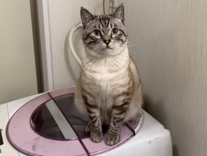 洗濯機の上の猫