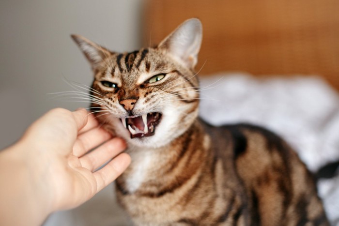 歯をむき出して威嚇する猫