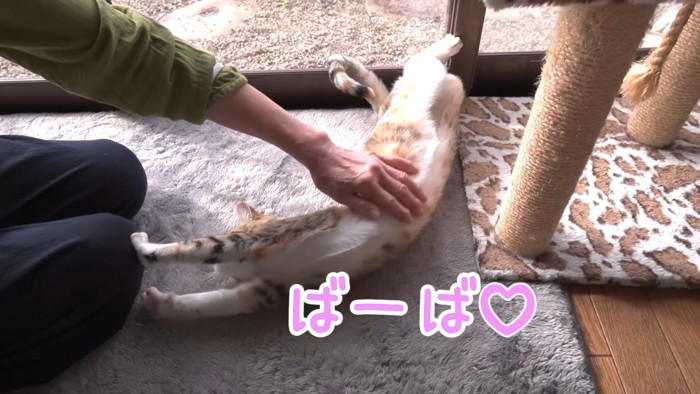 伸びる猫