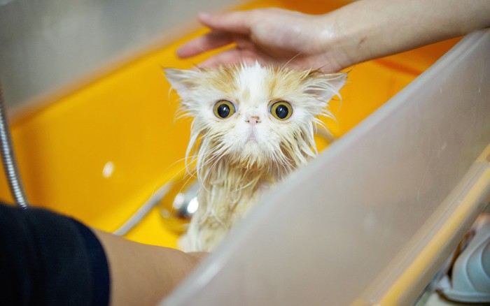 湯船の中で驚いて目を丸くする猫