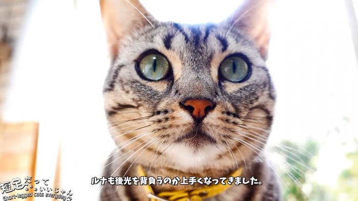 縞模様の猫の顔