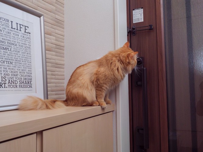 玄関の棚に乗って扉を見つめる猫