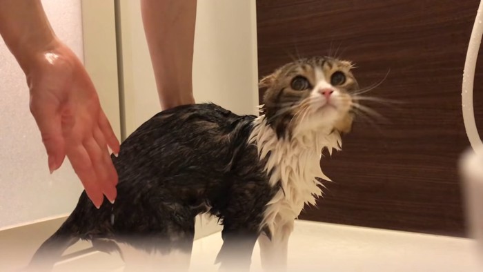 全身濡れた猫