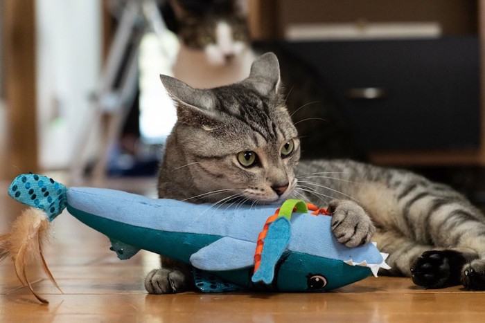 魚型のおもちゃで遊ぶ猫