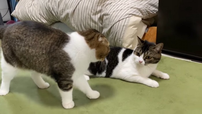 横たわる猫と立っている猫