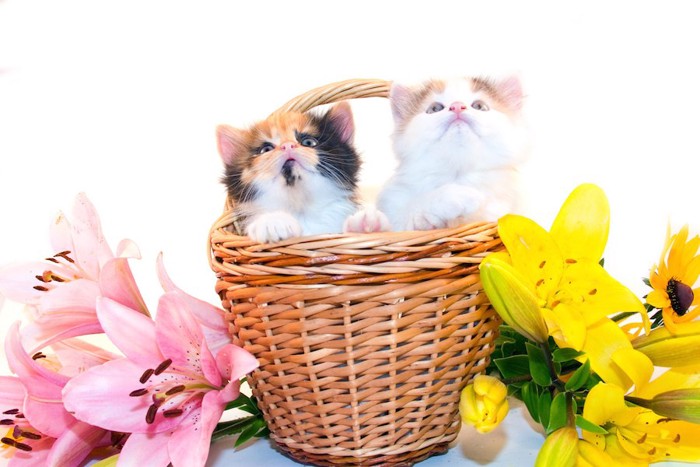 カゴバッグに入った二匹の子猫と百合の花