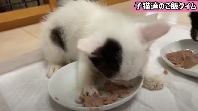 お皿に乗り上げて食事する子猫