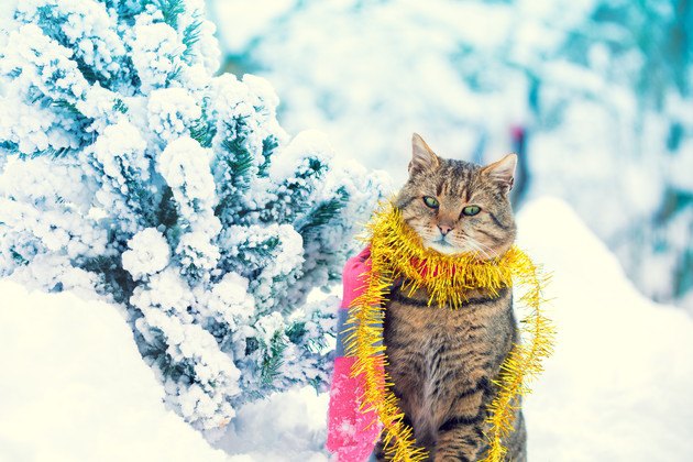 クリスマスファッションの猫